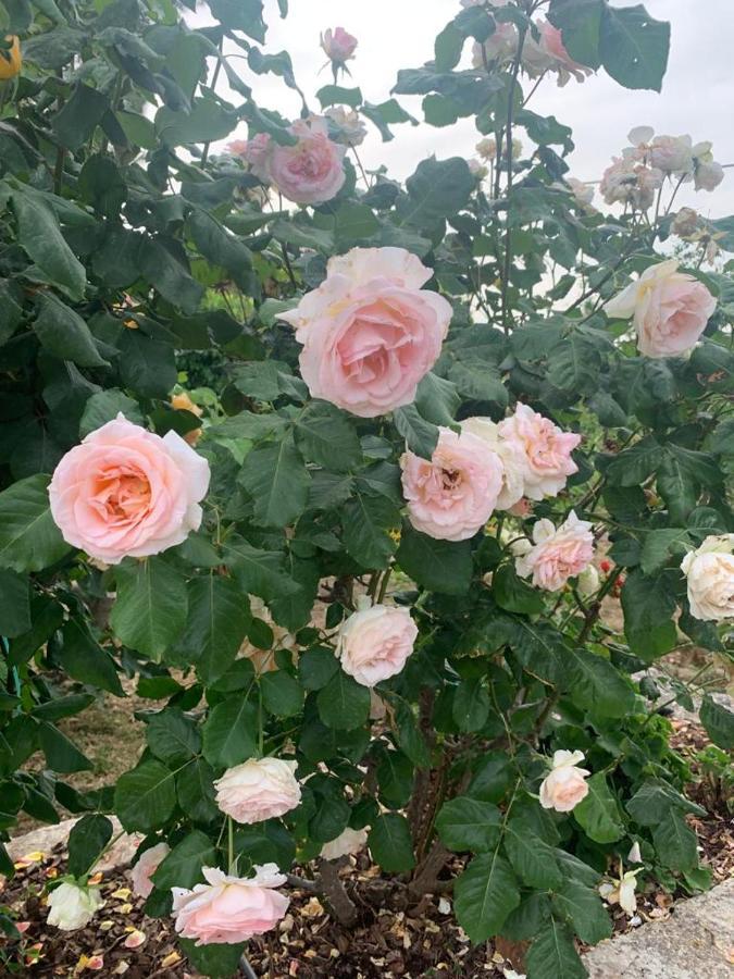 Il Giardino Degli Antichi Sapori Villa Kellie Messapica Kültér fotó